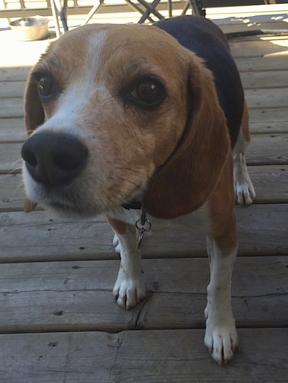 Close up with focus on the dog's nose - A black, tan and white tricolor Beagle dog standing outside on a wooden deck with a water bowl behind her.